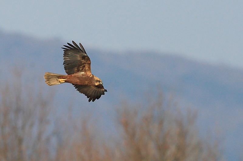 Uno splendido rapace- falco di palude-